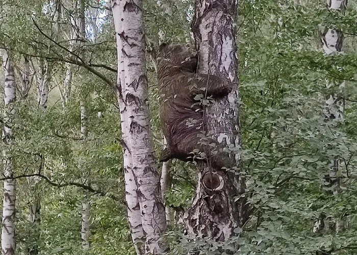 Briza, Vyhled Na Zamek